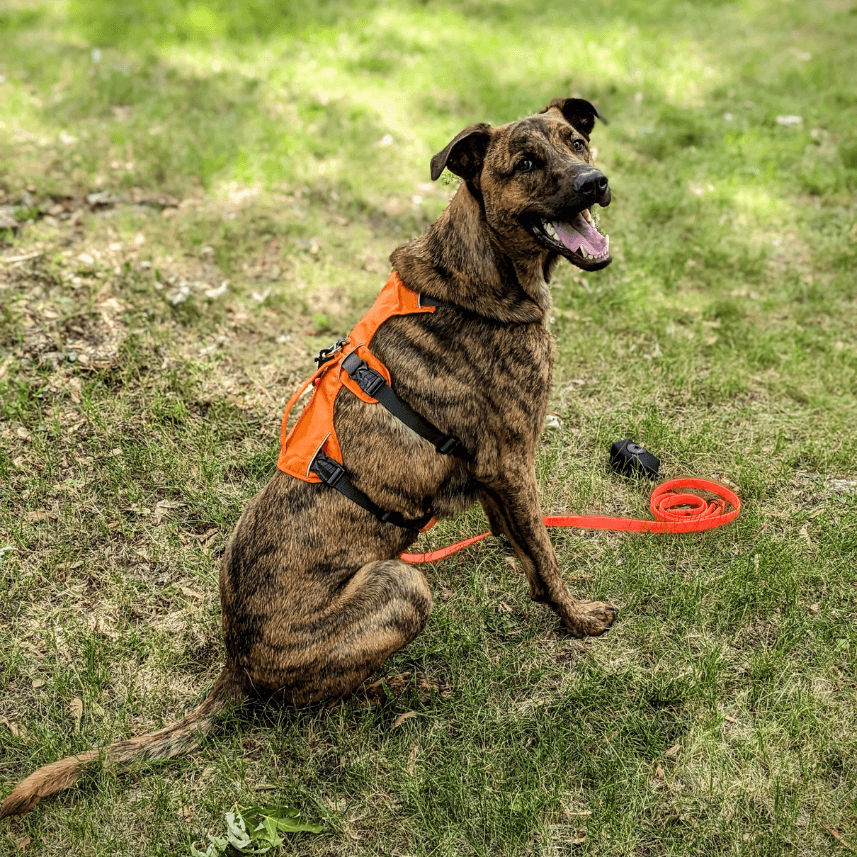 Dog Wearing Harness & Leash - Bear & Me Outdoors