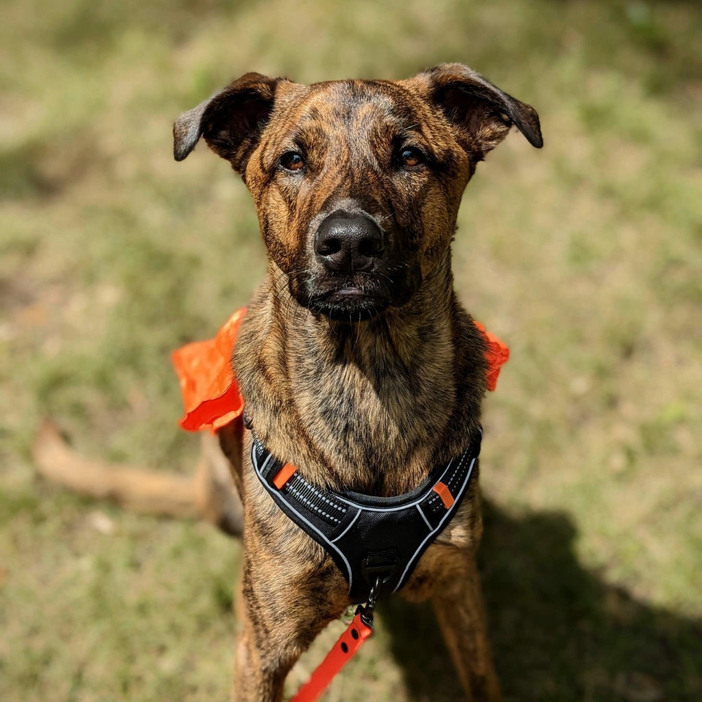 All-In-One Trail Harness - Bear & Me Outdoors