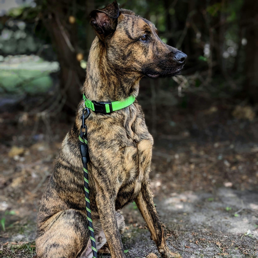 Comfort Trail Reflective Collar - Bear & Me Outdoors