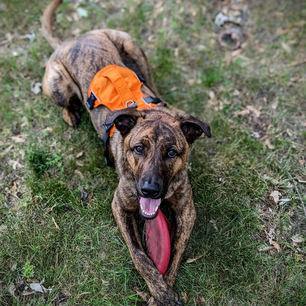 Explorer Escape Proof Harness - Bear & Me Outdoors