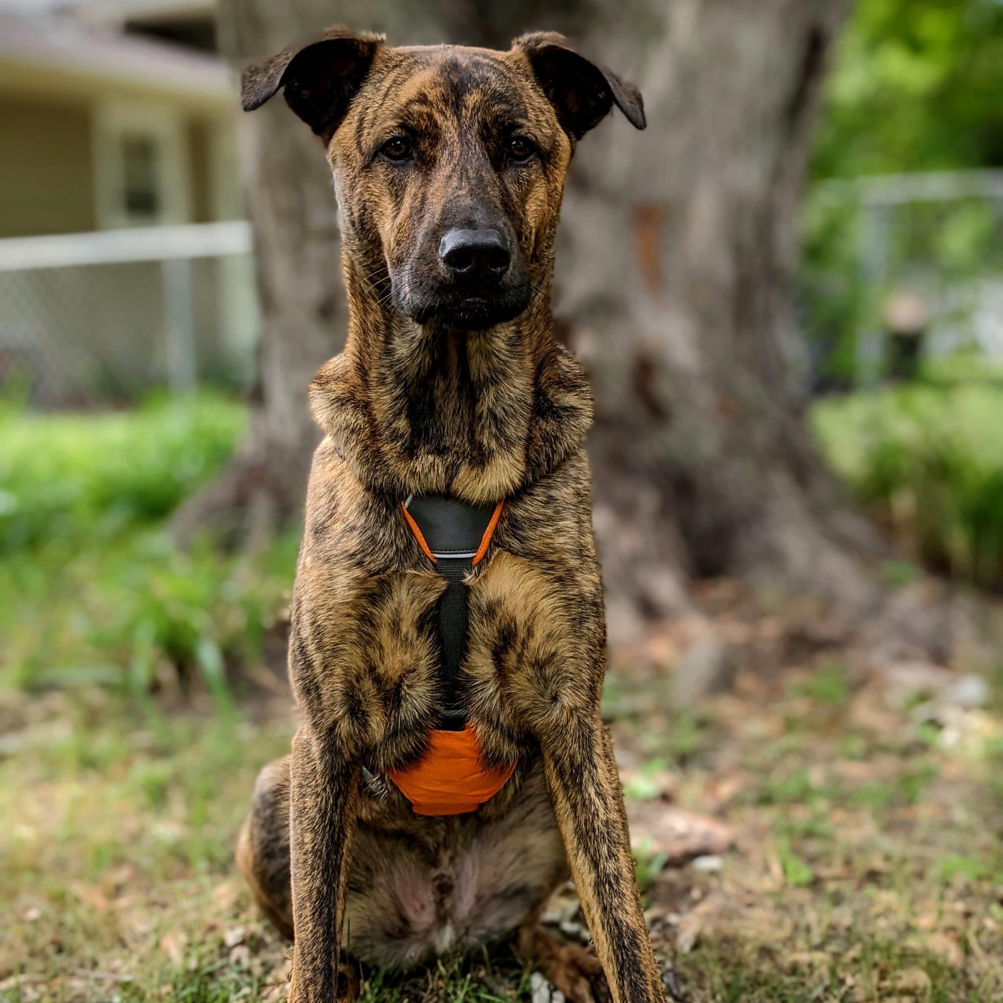 Catahoula Dutch Shepherd Mix Tan Greyhound Lab Mix Greyhound