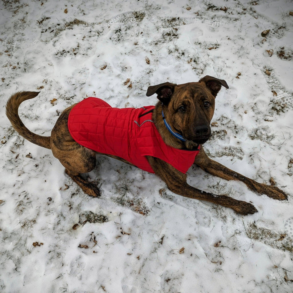 Pathfinder Reversible Dog Shacket - Bear & Me Outdoors