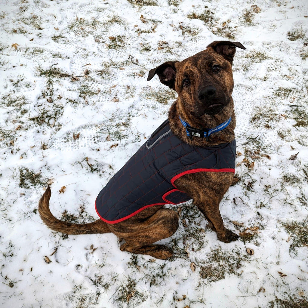 Pathfinder Reversible Dog Shacket - Bear & Me Outdoors